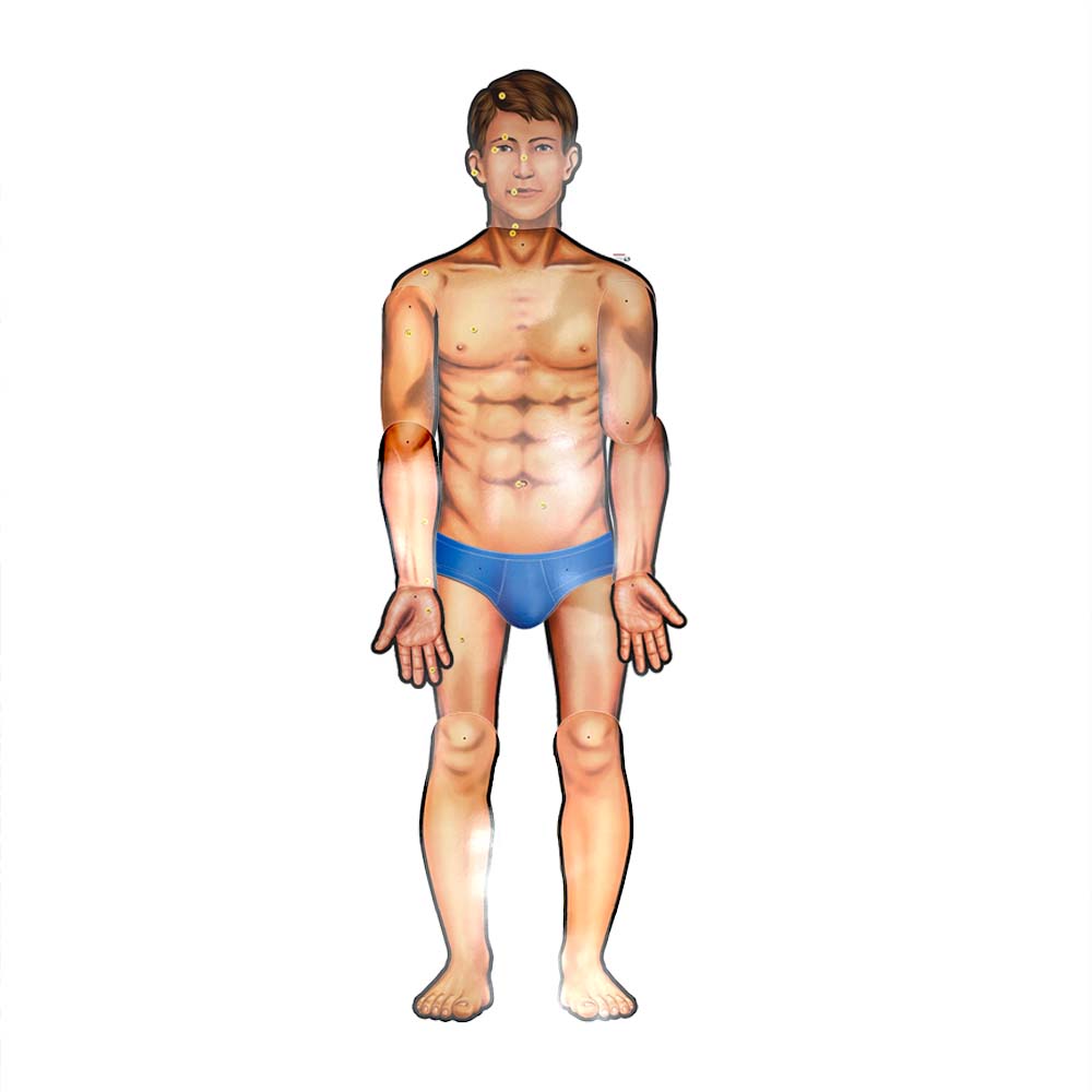 Cuerpo Humano ARMADO de 165 Cm.
