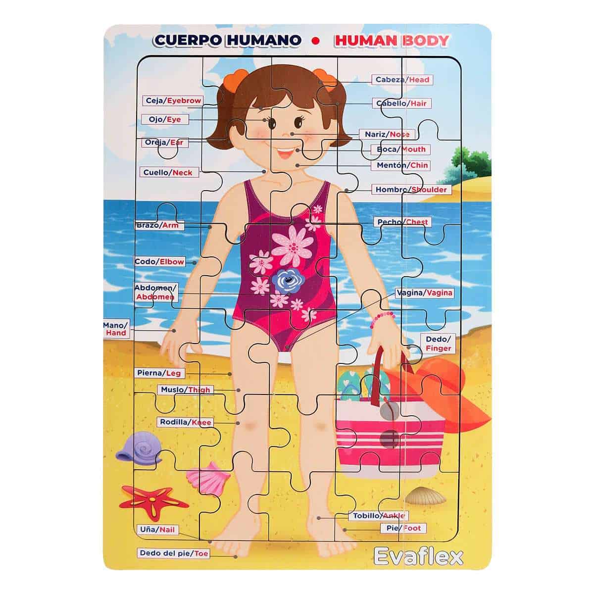 Cuerpo Humano Niña Evaflex Educativo