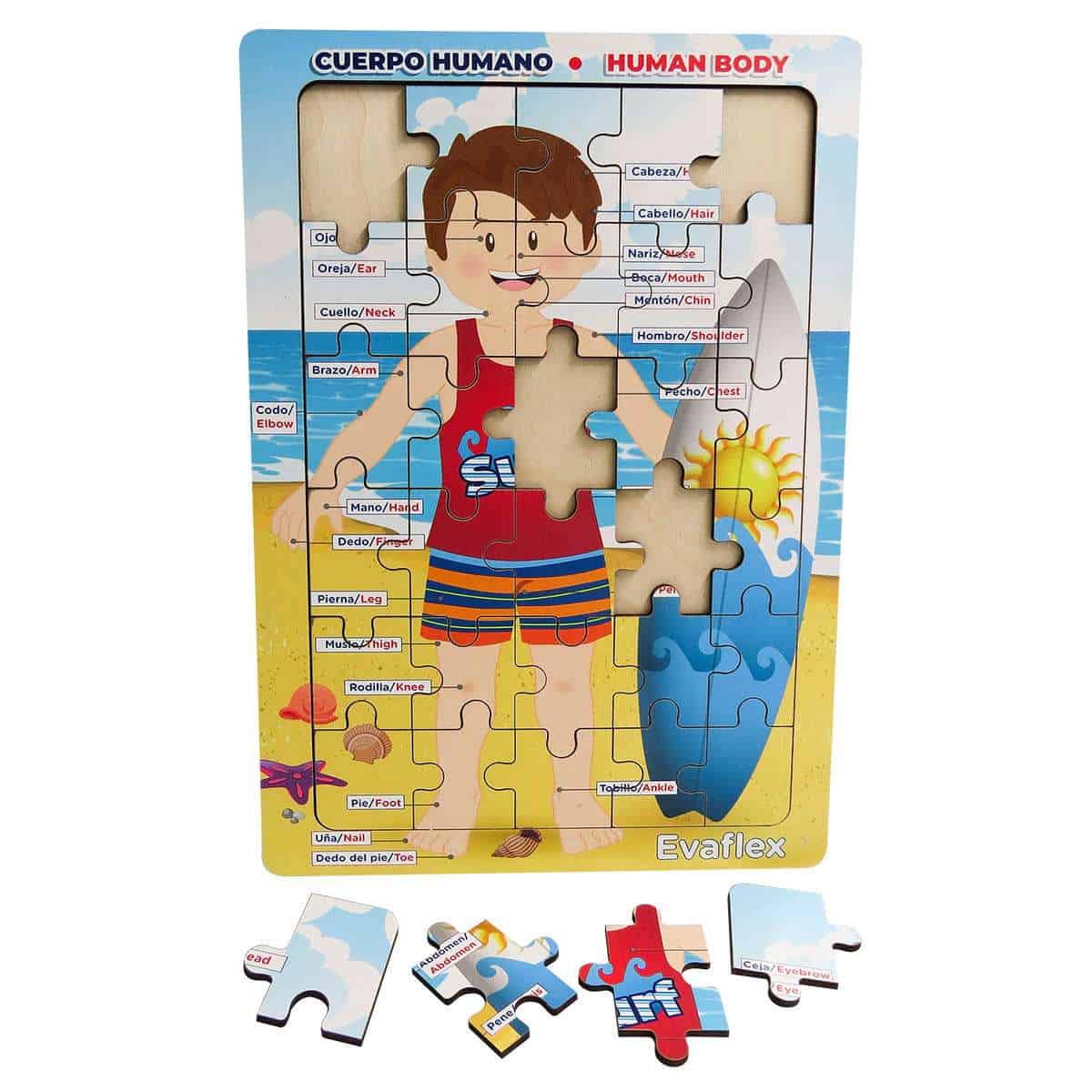 Cuerpo Humano Niño Evaflex Educativo