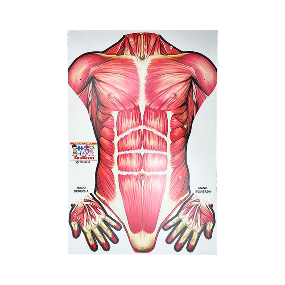 MÚSCULOS DEL CUERPO HUMANO ARMABLE DE 165 CM.