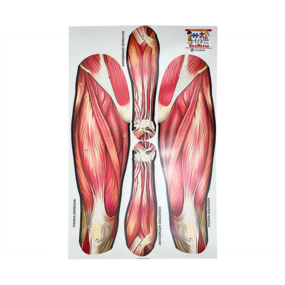 MÚSCULOS DEL CUERPO HUMANO ARMABLE DE 165 CM.