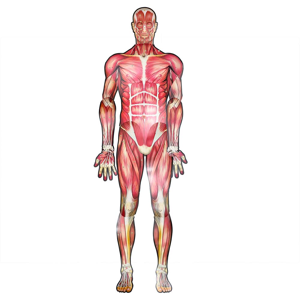 MÚSCULOS DEL CUERPO HUMANO ARMABLE DE 165 CM.