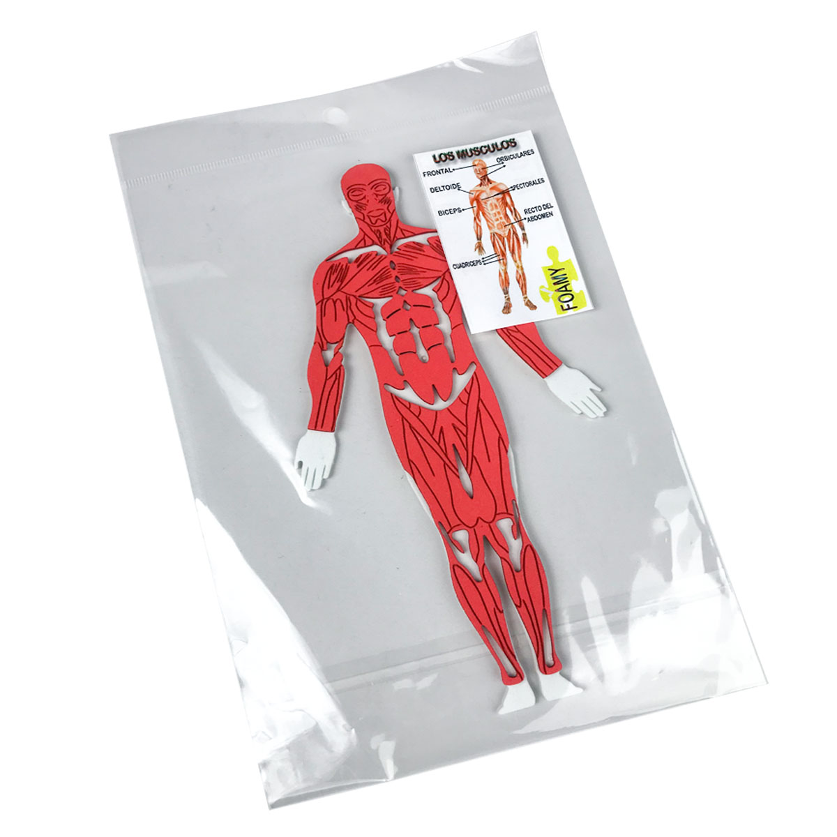 Figuras de Goma Eva Cuerpo Humano y otros (Pequeños)