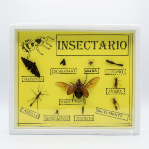 Insectario con 10 Ejemplares - 21x26 cm.